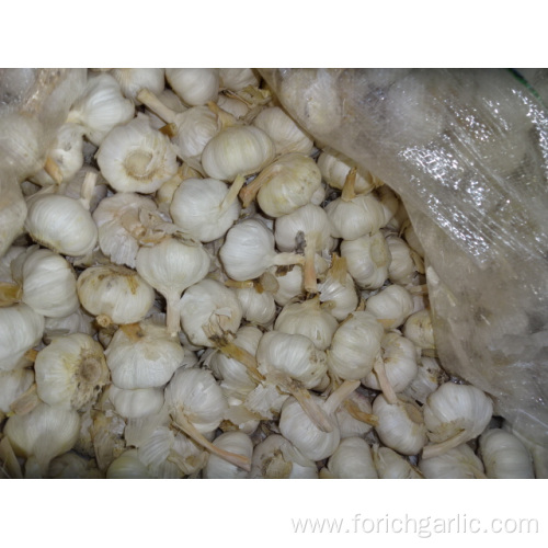 Crop 2019 Fresh Pure White Garlic